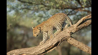 Council OKs bill on leopard relocation sans Centre’s nod