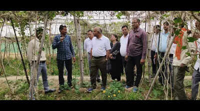 Bilhour village emerges as model for multi-layer farming