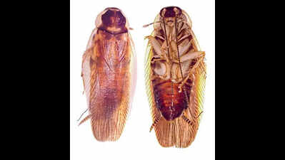 DNA barcoding helps Indian scientists confirm new cockroach species
