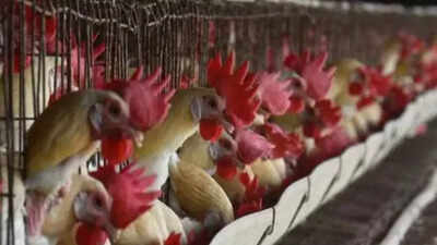 Bird flu outbreak in Nagpur: 1,000 chickens dead, containment measures on
