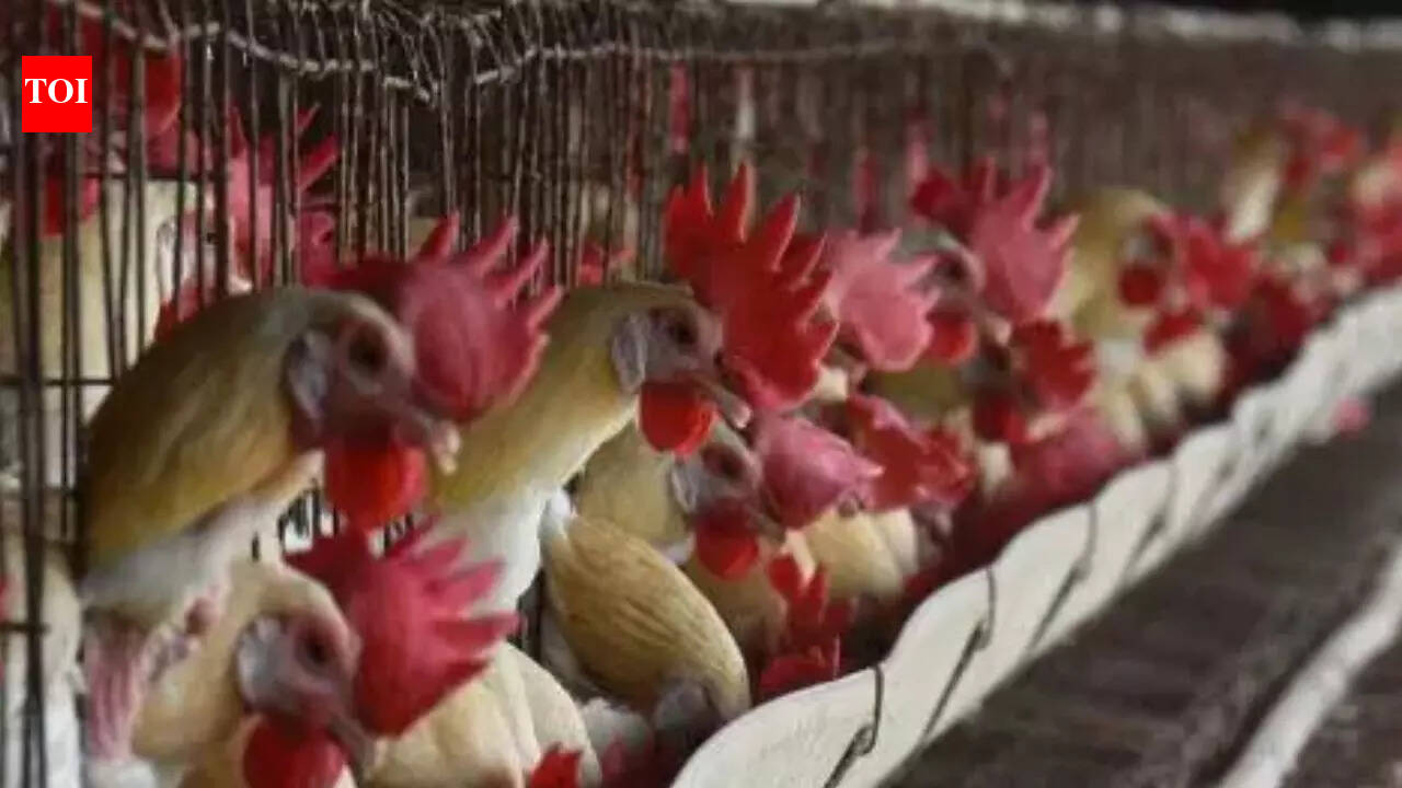 Bird flu outbreak in Nagpur: 1,000 chickens dead, containment measures on