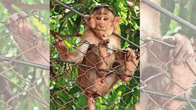 Monkey shot for fun? 2 more bonnet macaques targeted with arrow; 3 archery academies in Thane under lens