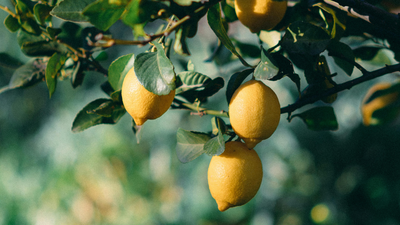 Lemon tree growing but not bearing fruit? Try these simple tips to fix it
