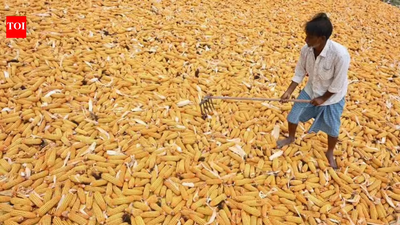 Centre plans to cut broken rice share in PDS, boost ethanol feedstock supply