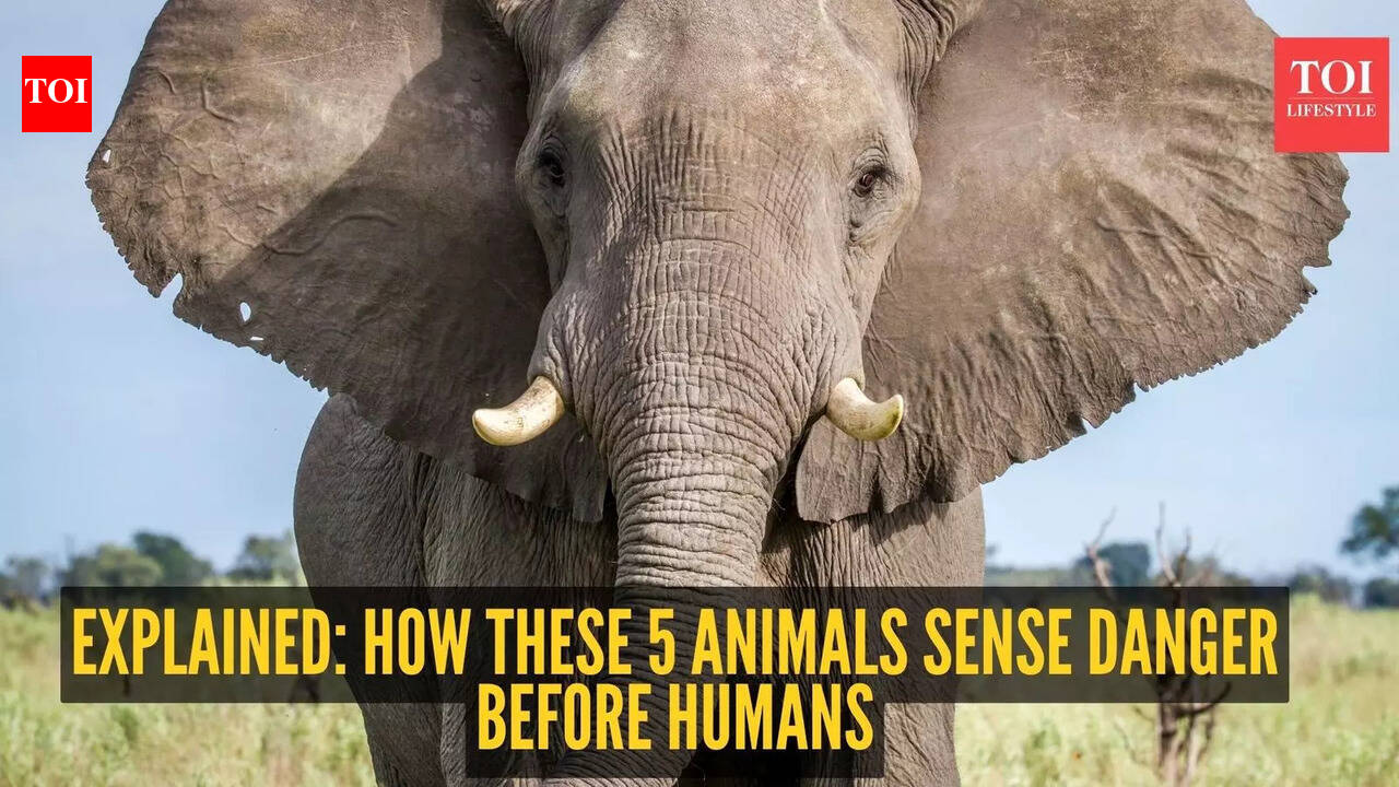Explained: How these 5 animals sense danger before humans