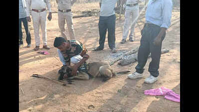Dog sniffs out poacher after nilgai killed in Chhattisgarh's reserve forests