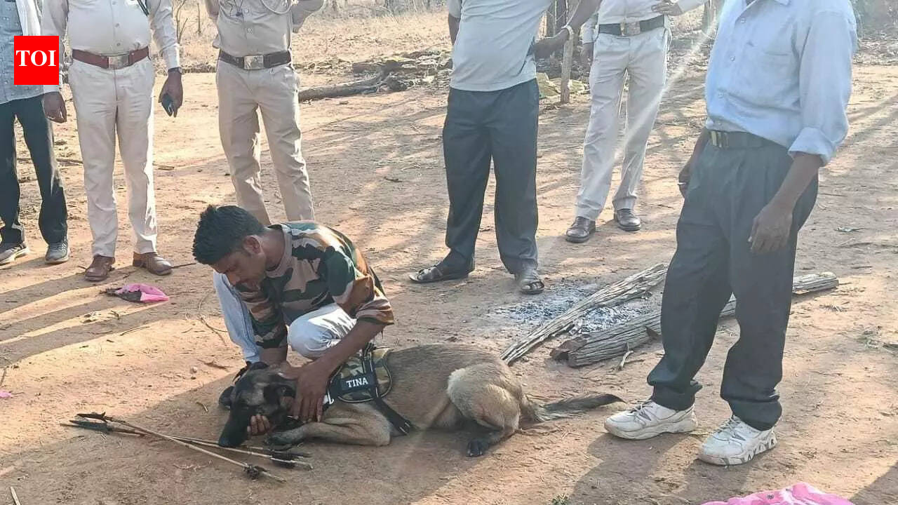 Dog sniffs out poacher after nilgai killed in Chhattisgarh's reserve forests