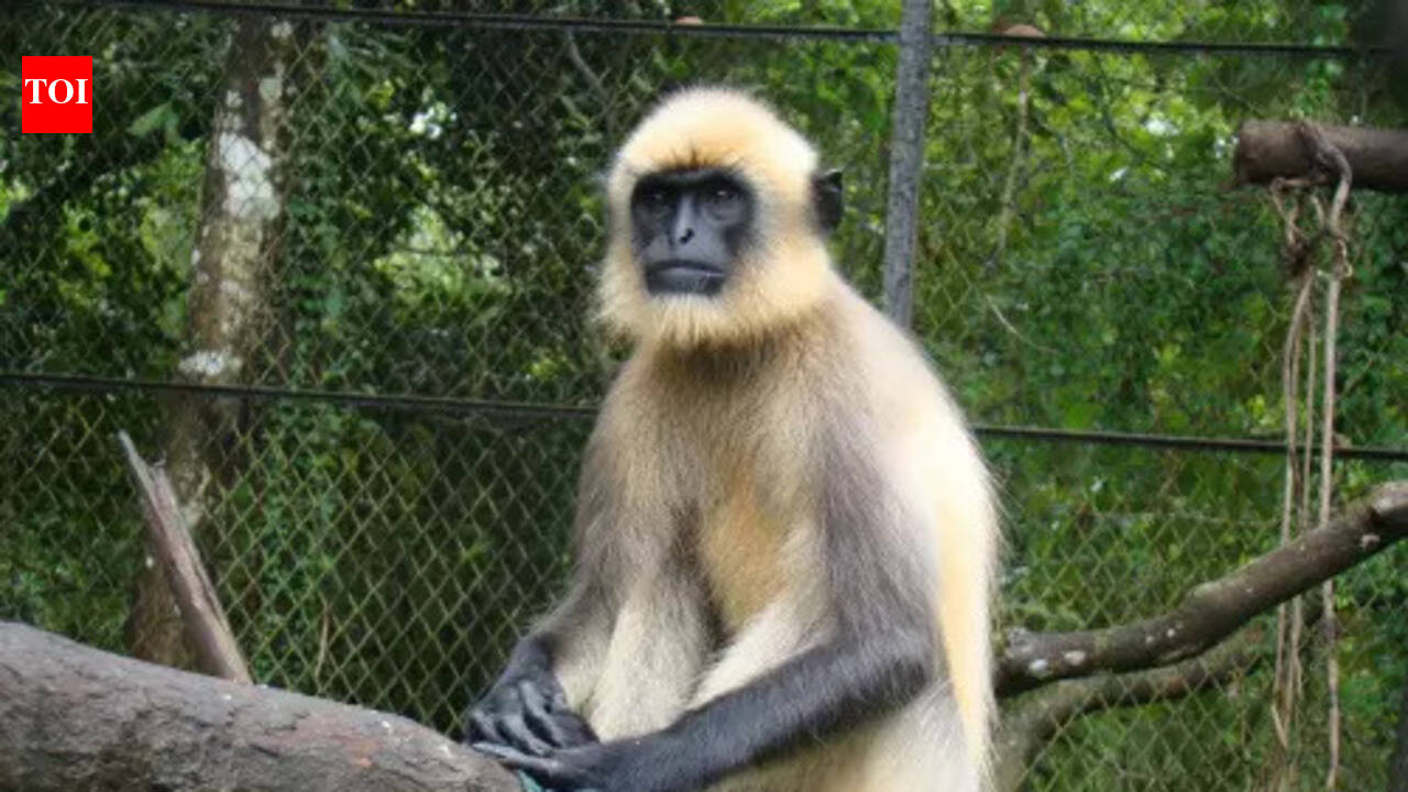 2 persons arrested for beating female langur to death