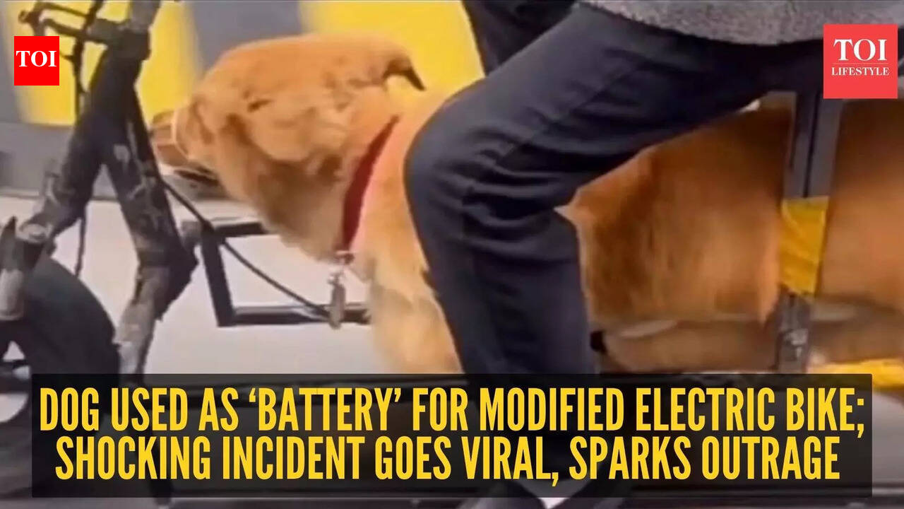 Dog used as ‘battery’ for modified electric bike; shocking incident goes viral, sparks outrage