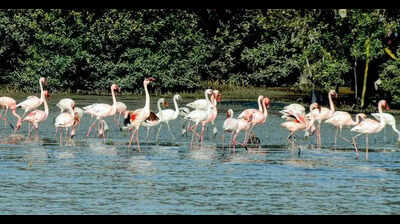 Centre orders action on toxic Navi Mumbai flamingo wetlands