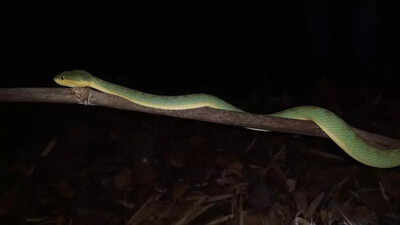 Bamboo pit vipers in Dang have favourite hangout spots