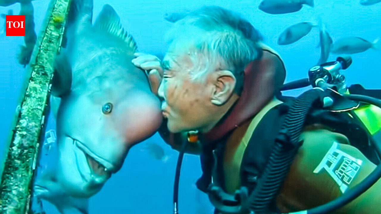 A timeless bond: Japanese diver regularly meets and feeds the same fish he saved 30 years ago