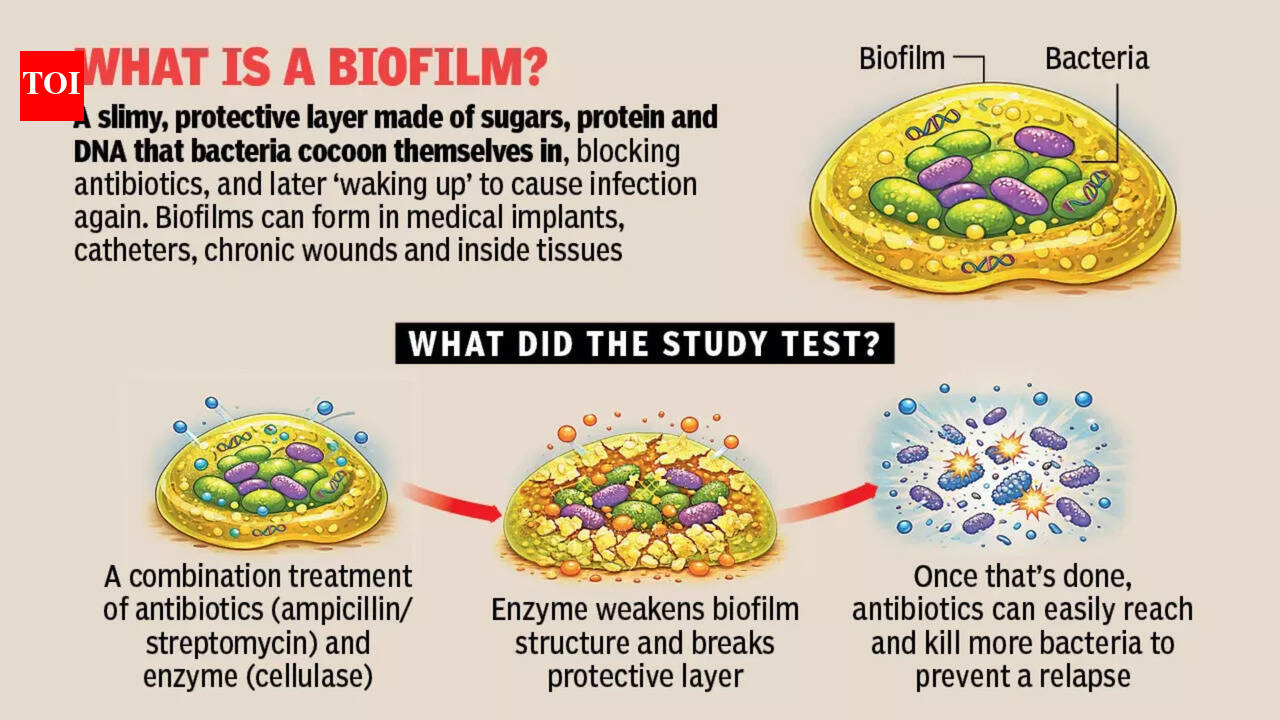 Antibiotic-enzyme combo may hold key to stopping an infection relapse