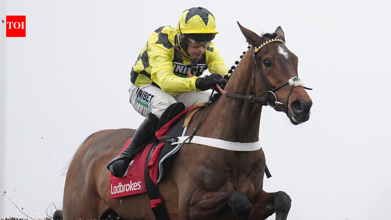 Unbeaten racehorse Sir Gino dies after infection as Nicky Henderson reveals Cheltenham injury and final moments