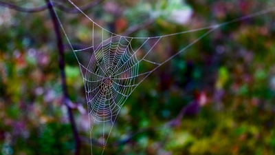 Tired of spider webs at home? Try these easy fixes that actually work