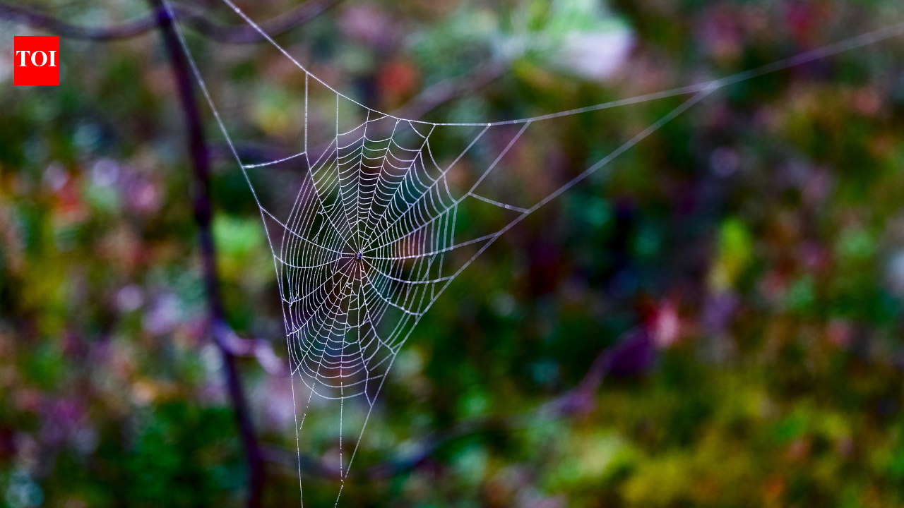 Tired of spider webs at home? Try these easy fixes that actually work