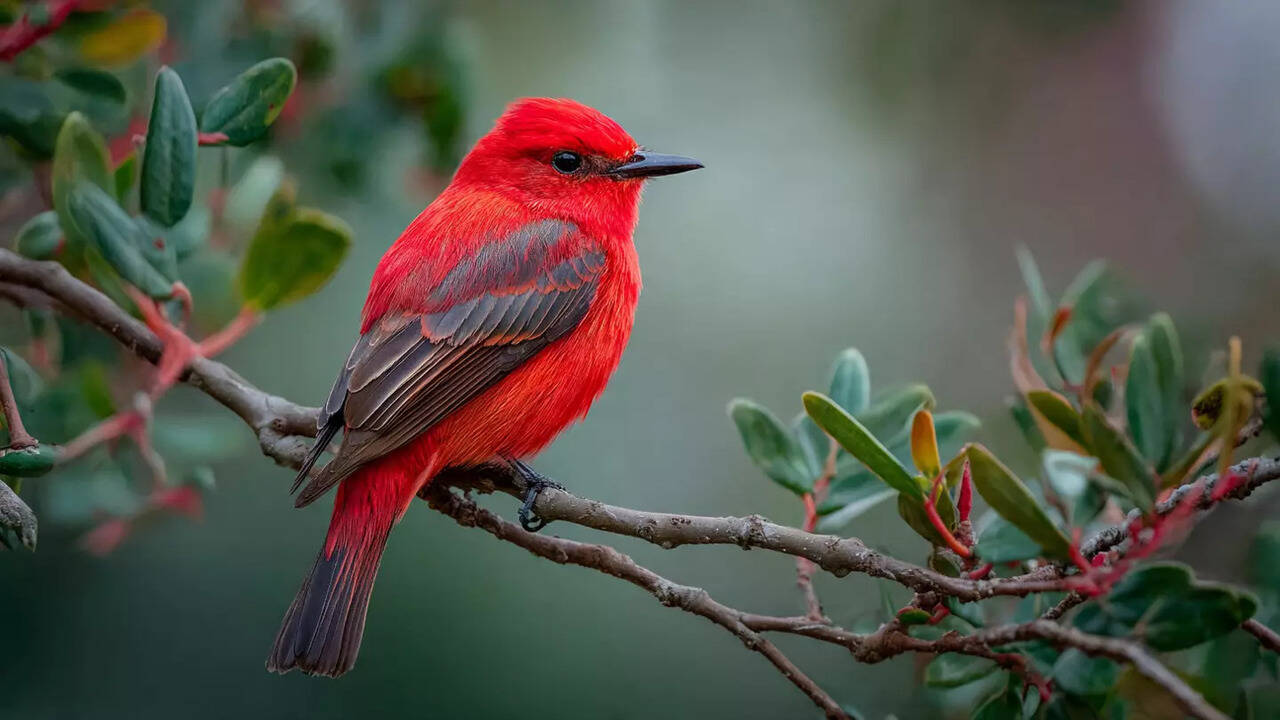 Capturing Birds In Natural Light With Simple Techniques That Elevate ...