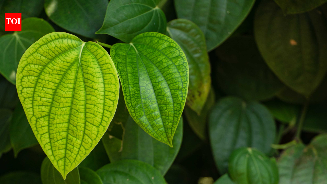 How to grow a paan (betel leaf) plant from a single leaf: A simple guide for home gardeners | – The Times of India