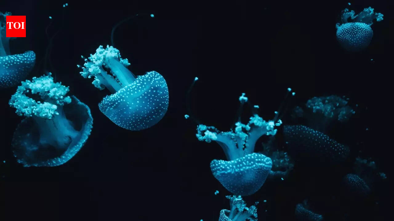 5 things you didn’t know about the deepest point on Earth