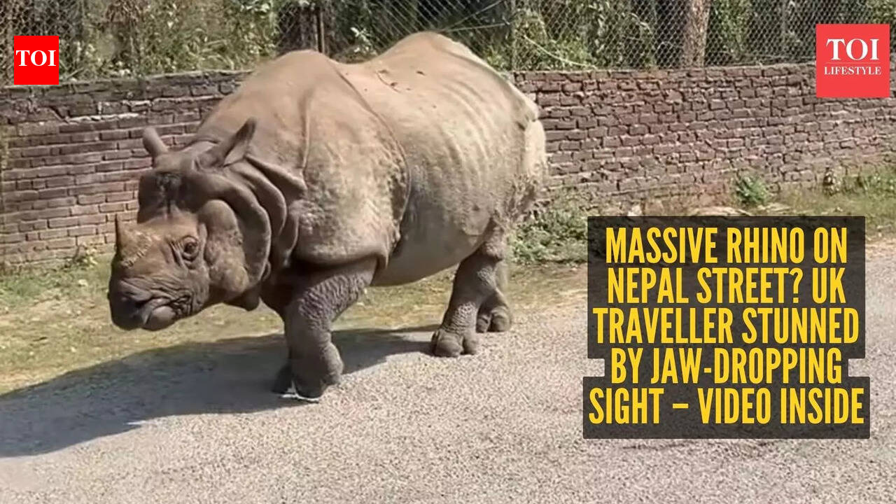 Massive rhino on Nepal street? UK traveller stunned by jaw-dropping sight – video inside