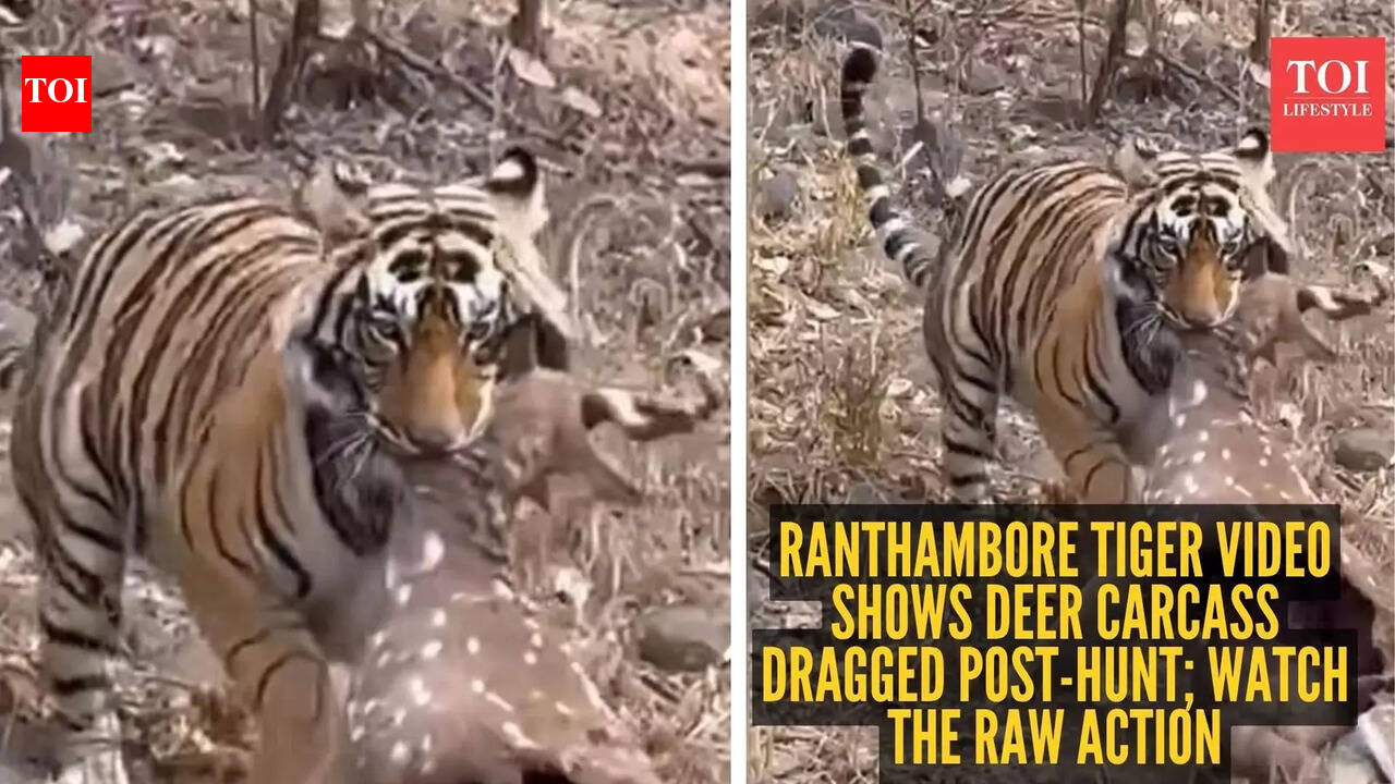 Ranthambore tiger video shows deer carcass dragged post-hunt; watch the raw action