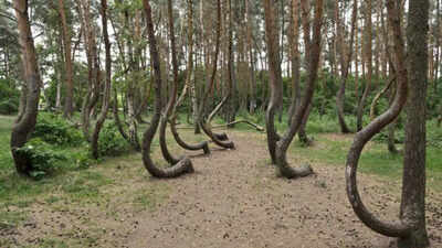 The crooked forest: Why 400 trees in Poland are bent exactly to the north