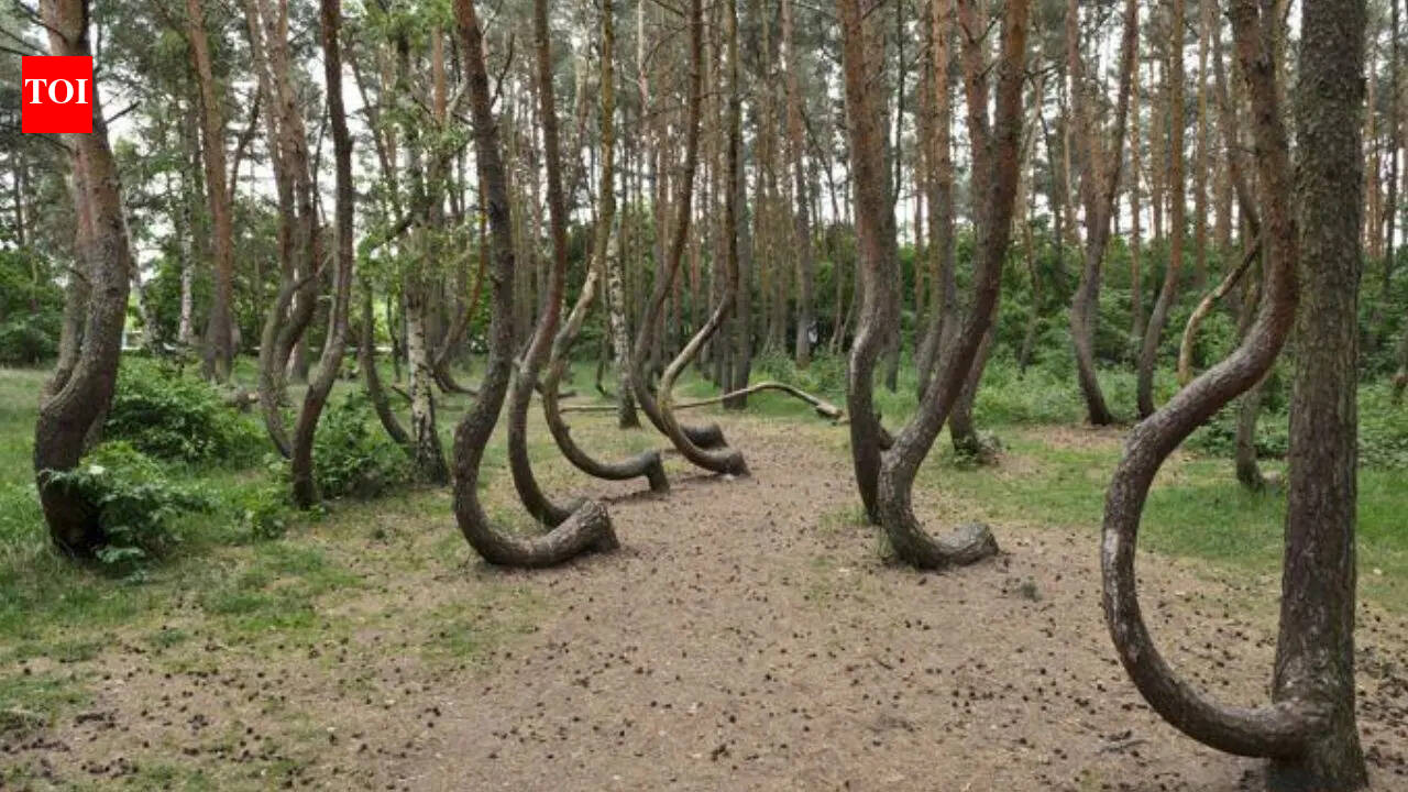 The crooked forest: Why 400 trees in Poland are bent exactly to the north
