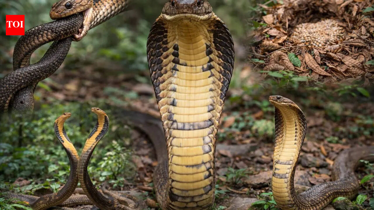 How the king cobra’s behaviour and biology set it apart from other snakes