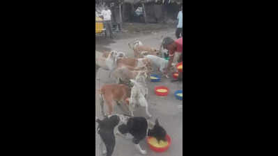 Stray feeders shift to dry food, other cooking modes