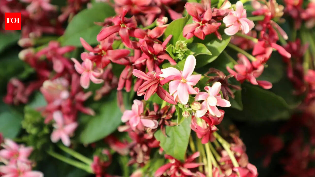8 beautiful creepers to transform your balcony garden