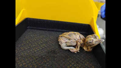 GIB centre welcomes 2 chicks