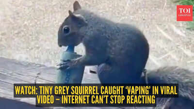 Watch: Tiny grey squirrel caught ‘vaping’ in viral video – internet can’t stop reacting