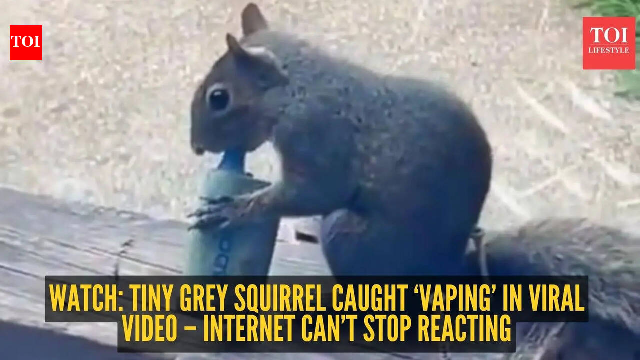 Squirrel Vaping: Watch: Tiny grey squirrel caught 'vaping' in viral video –  internet can't stop reacting