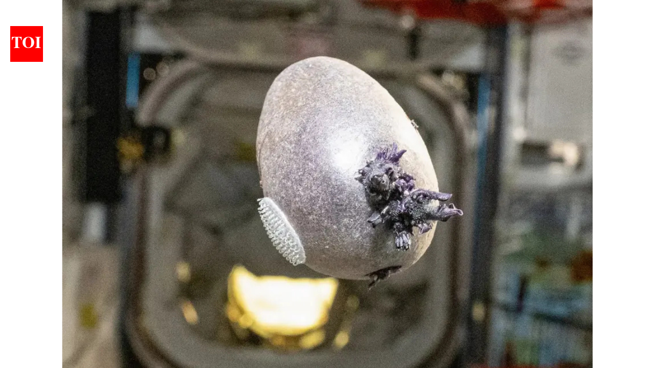 ‘Alien egg’: NASA astronaut grows purple potato on ISS, internet goes wild