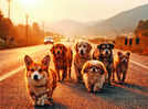Homeward bound, China edit: 7 dogs make 17kms journey back home