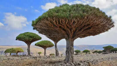 Socotra: Why this Yemeni island is called the most alien place on Earth