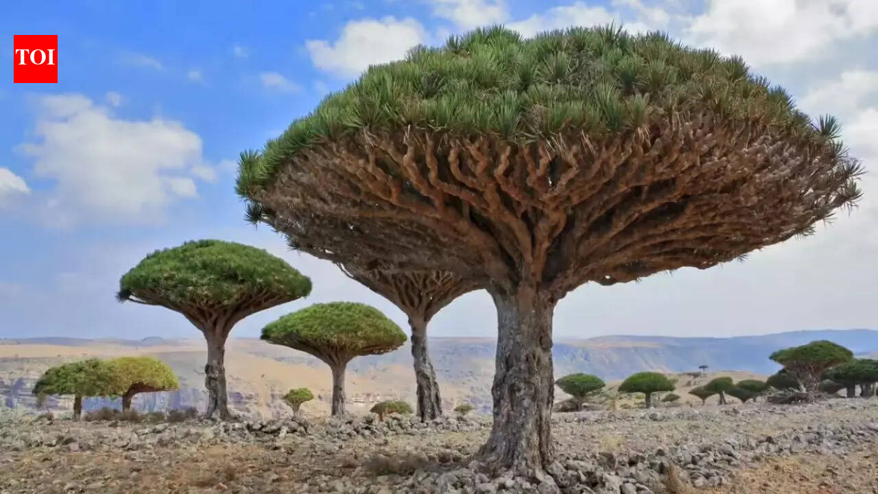Socotra: Why this Yemeni island is called the most alien place on Earth