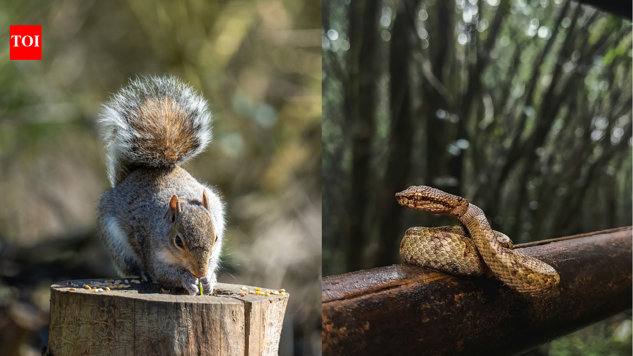 Why are squirrels using snake scent to protect themselves: How chemical camouflage actually works