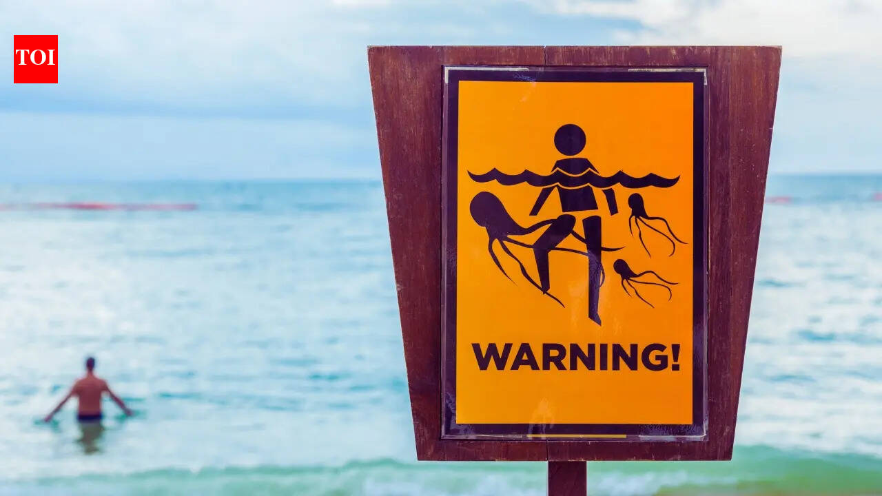 Popular beaches where venomous jellyfish are a known hazard — here’s when to avoid them