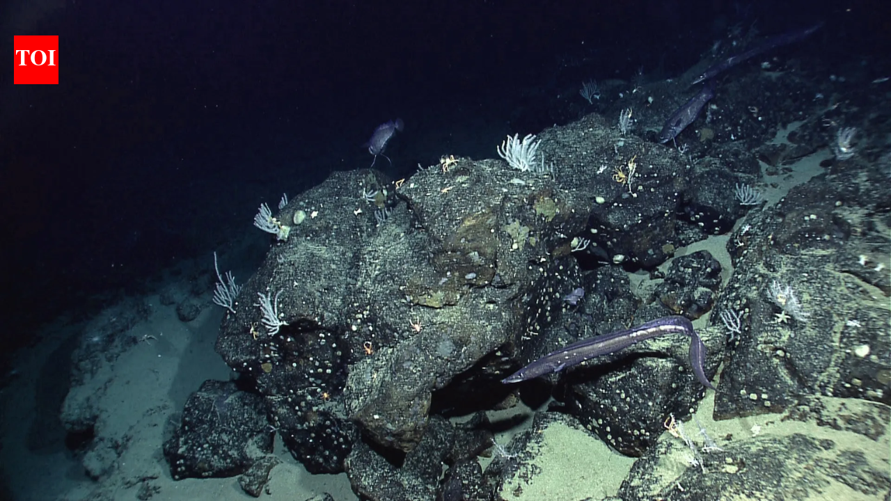 नासा का समुद्री तल मानचित्र: वैज्ञानिकों ने अंतरिक्ष से समुद्र तल का मानचित्र कैसे बनाया |