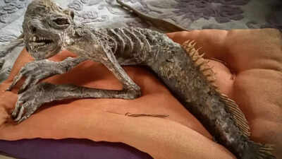 'அரை மீன், பாதி மனிதர்' மம்மிஃபைட் கடல்கன்னி ஜப்பானில் அரிய கப்பா நாட்டுப்புற கலைப் பொருட்களுடன் இணைக்கப்பட்ட பண்புகளுடன் கண்டுபிடிக்கப்பட்டது