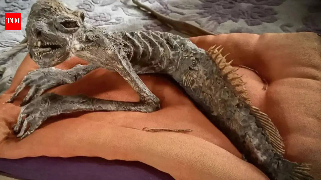 ‘Half-fish, half-human’ Mummified mermaid discovered in Japan with traits linked to rare Kappa folklore artefact | – The Times of India