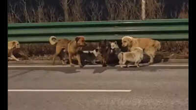 China 7 Dogs Story: China: Your favourite internet story of 7 dogs returning home isn't true – it's not fake either | World News - The Times of India