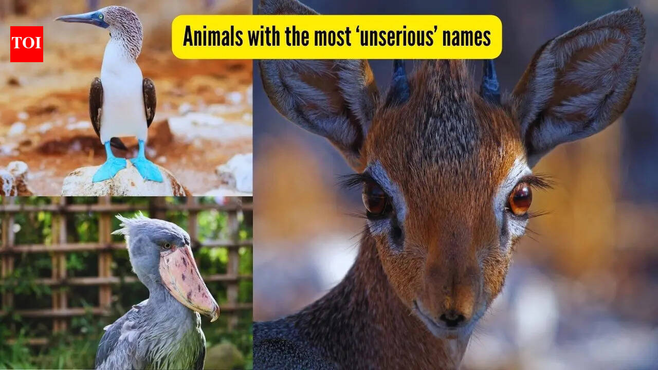 From blobfish to blue-footed booby; 7 wild animals with seriously funny names!