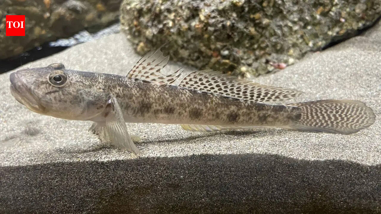 How does a goby fish climb waterfalls and survive against all odds