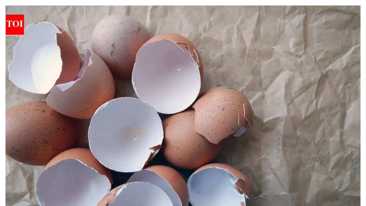 AKU bags patent for eggshell water filtration system