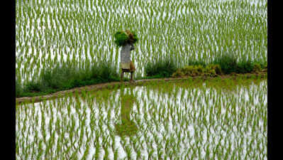 Farmers demand extension of paddy sale registration period