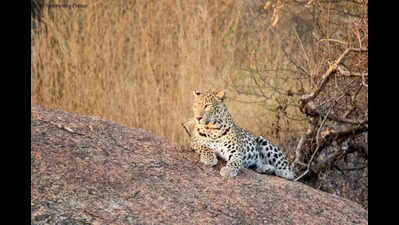 HC bans night safari at Jawai leopard reserve