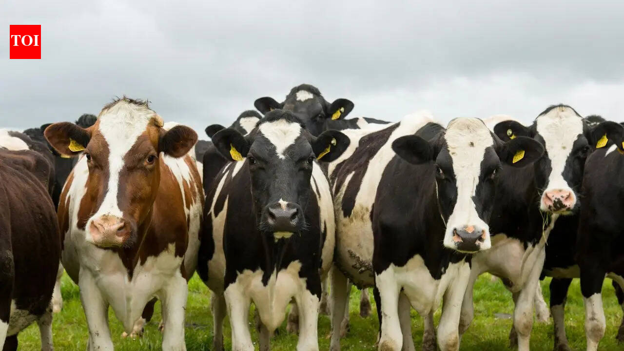 This country in the world has 12 million cows and just 3.4 million people