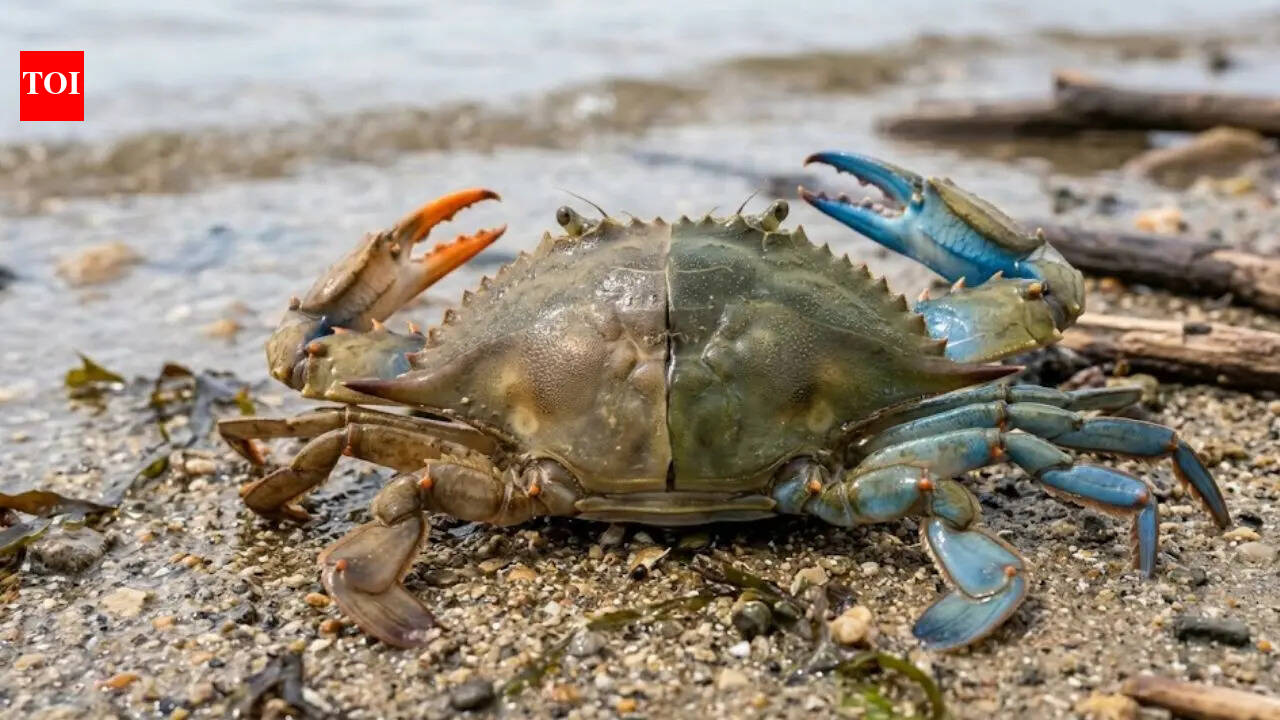 A dual-sex crab discovered in India reveals a rare ‘glitch in nature’ scientists never expected to see